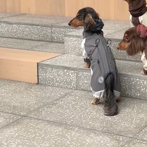 Cold - proof Dachshund Pet Clothes Autumn And Winter Shell Jacket - Penelope Wigglebum's