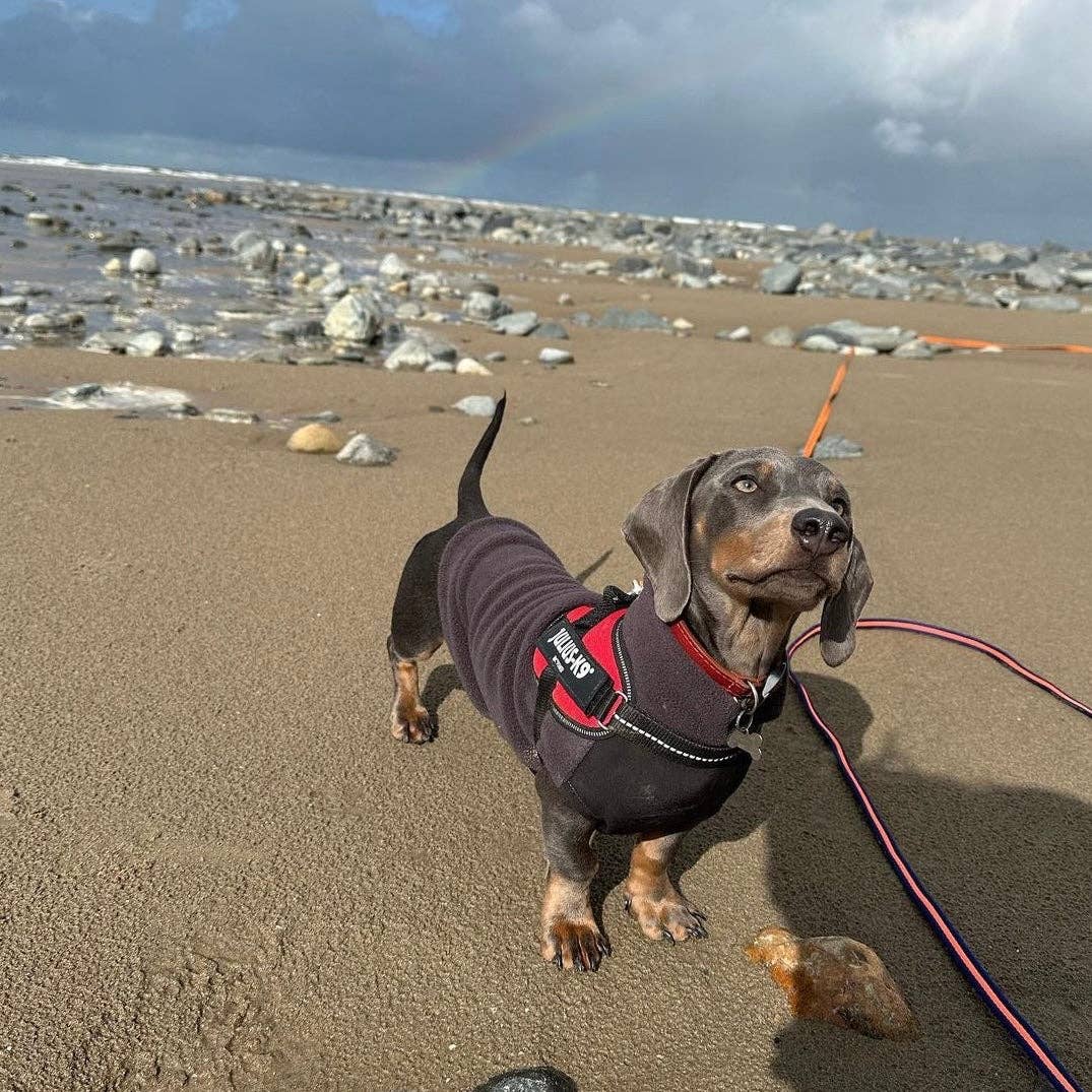 Dachshund Fleece Jumper with Waterproof Belly Panel: Ruby Red / Small - Penelope Wigglebum's