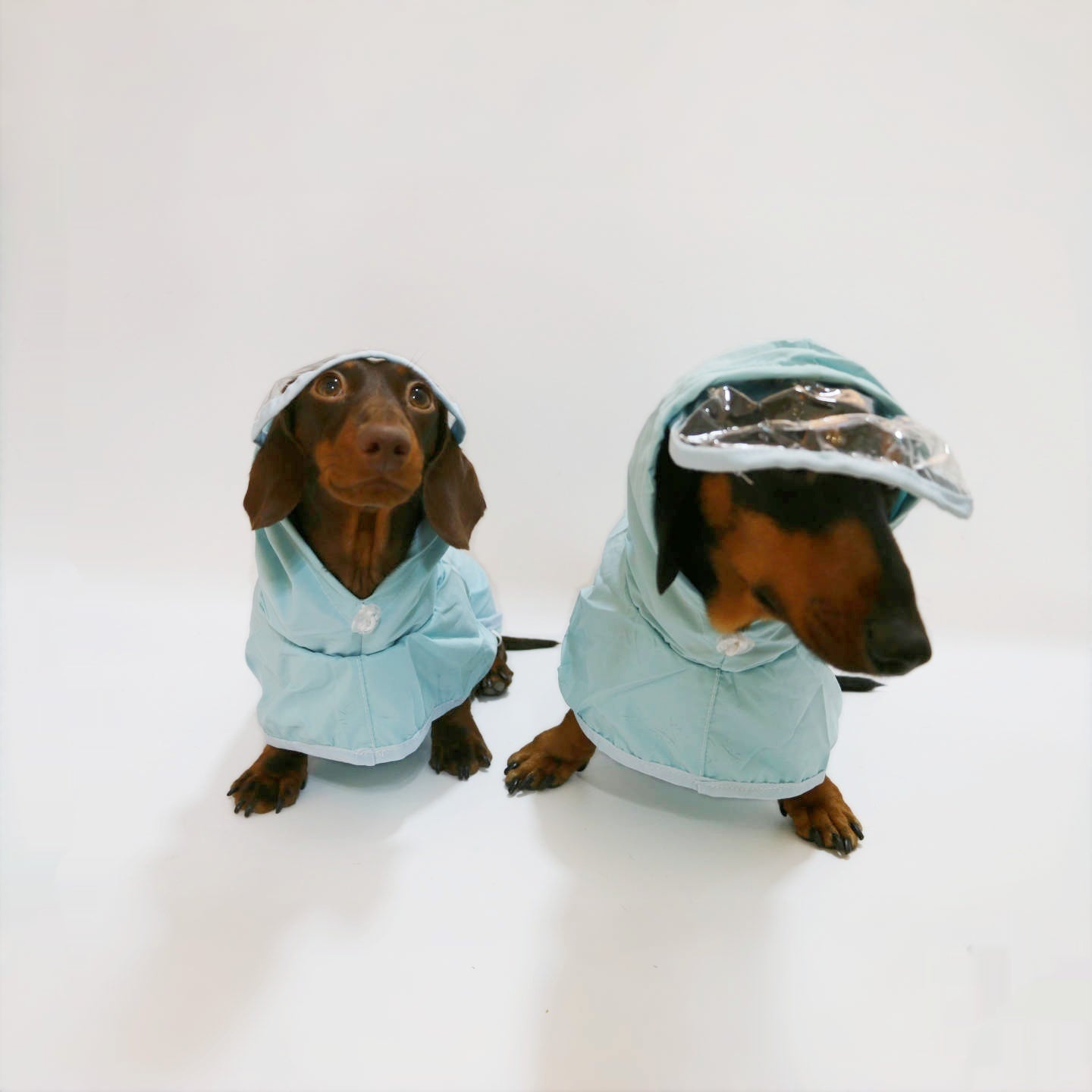 Dachshund Waterproof Hooded Poncho Raincoat - Penelope Wigglebum's